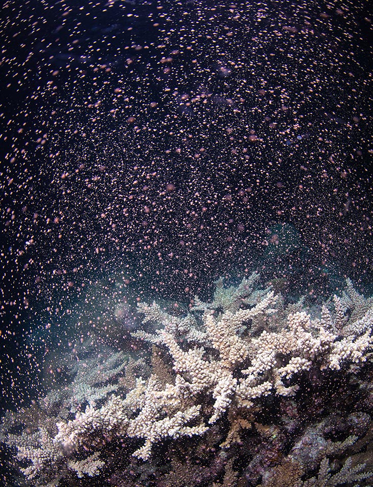 Great Barrier Reef coral spawning